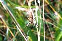 Argiope_bruennichi_P1505_Z_83_Les Gris_Frankrijk